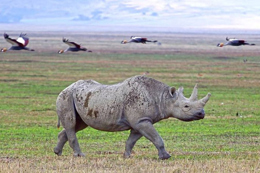 4 Day Tarangire Ngorongoro safari