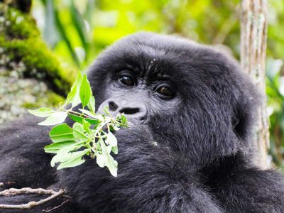 4-day-gorilla-trekking-uganda-safari-featured Gorilla Trekking Uganda Safari
