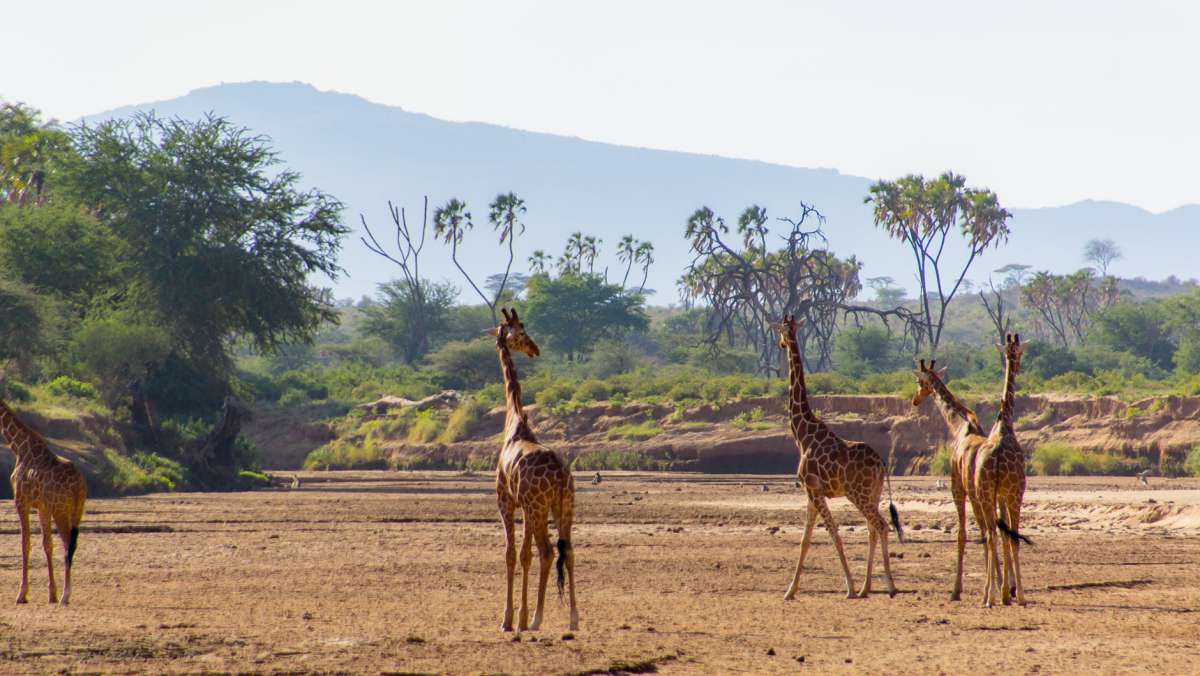 5 day Kenya Royal Safari to Aberdare Lake Nakuru and Masai Mara