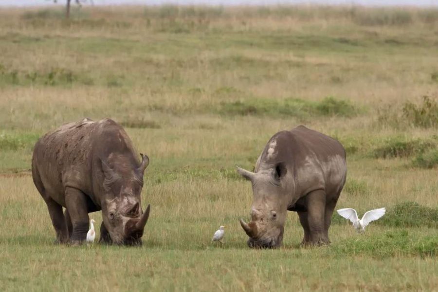 Kenya Royal Safari to Aberdare Lake Nakuru and Masai Mara white rhino