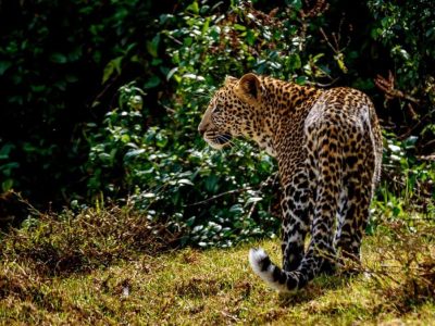 5 days Kenya Royal Safari to Aberdare Lake Nakuru and Masai Mara