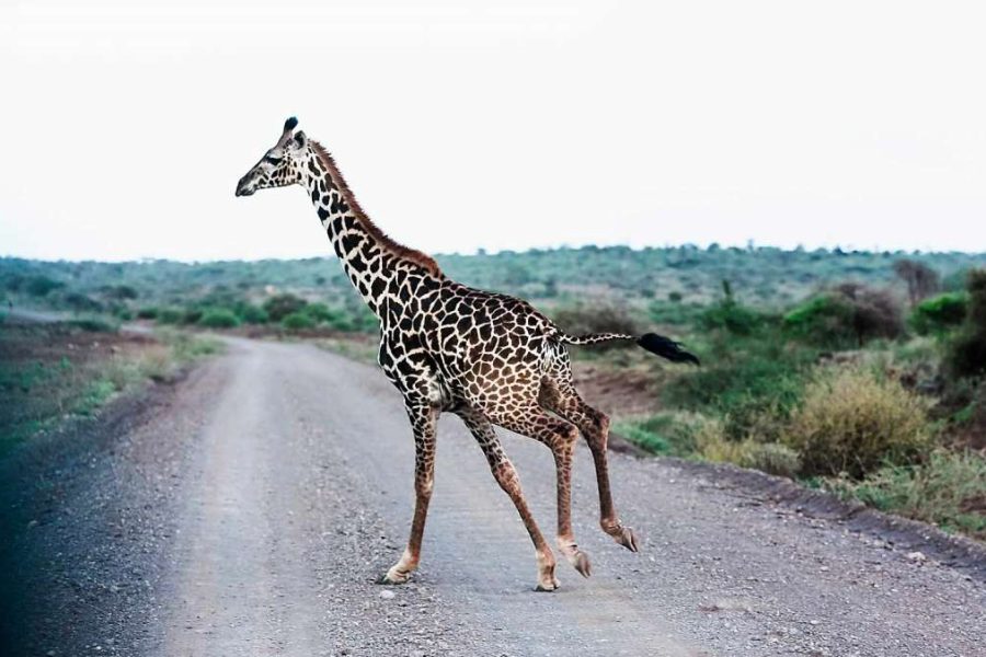 affordable Kenya safari from Nairobi