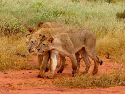 5 Day Affordable Kenya Safari
