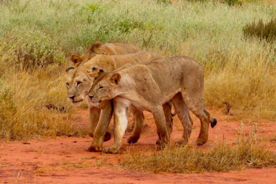 affordable Kenya safari