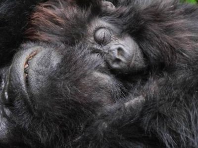 Cheap gorilla Safari Uganda