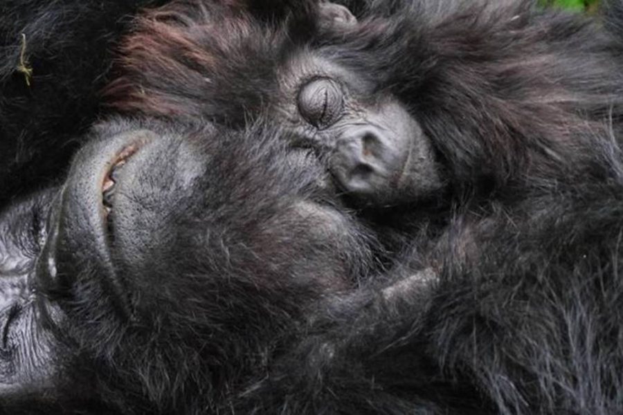 Cheap gorilla Safari Uganda