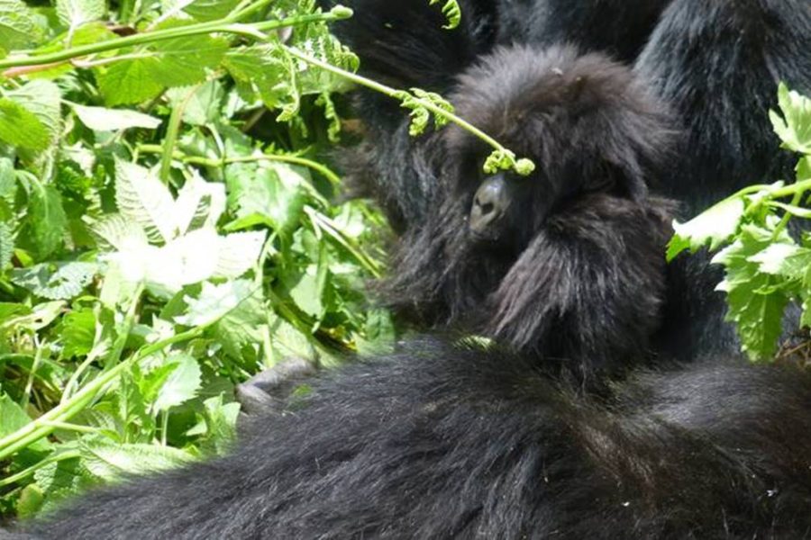 Cheap gorilla Safari Uganda