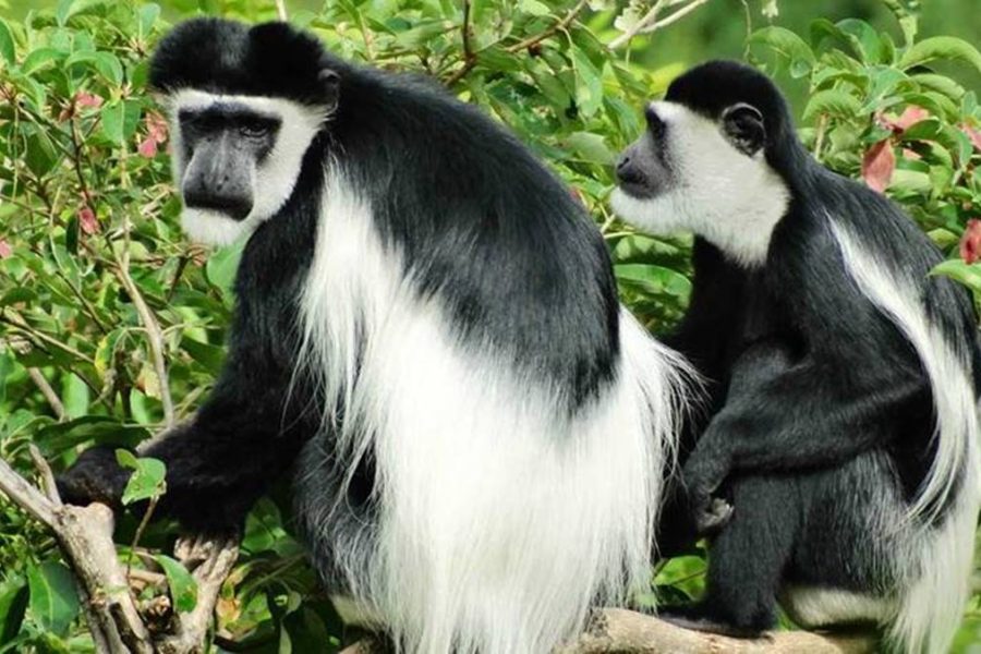 Cheap gorilla Safari Uganda