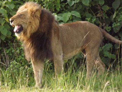 5 Day Cheap Uganda Safari to Murchison Falls and Queen Elizabeth