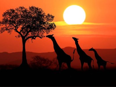 5-Day Kruger Park Safari