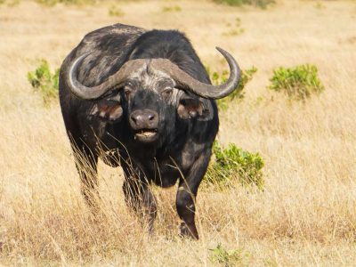 5 Days Best Luxury Safari in Kenya