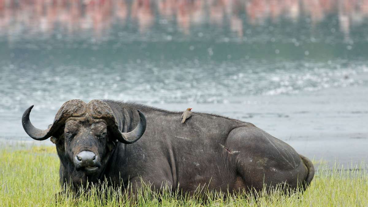 Luxury safari in Kenya on nakuru