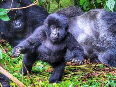 Rwanda budget gorilla trip 5 days