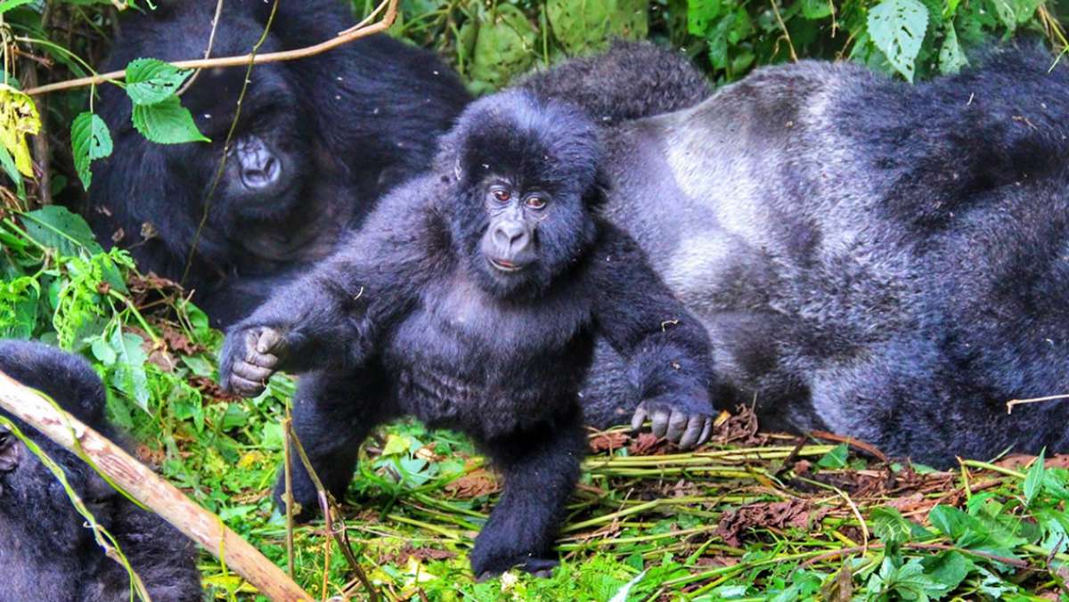 5 Day Rwanda Budget Gorilla Trip