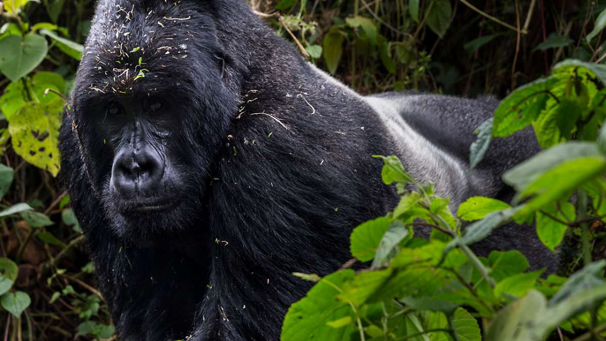 5 Day Rwanda Gorilla Trip