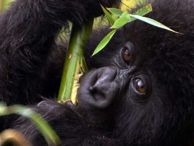 5-Day-Rwanda-Gorilla-Trip 5 Day Rwanda gorilla trip