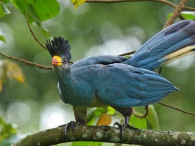 5 days Uganda Safari tour