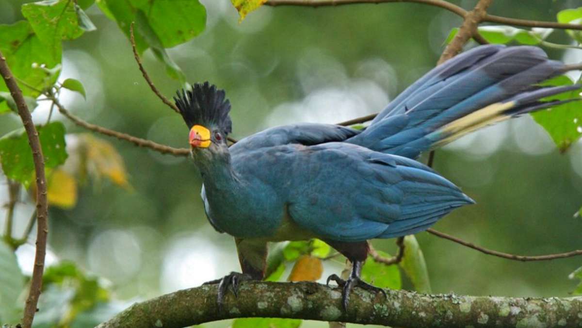 5 Day Uganda Safari Tour