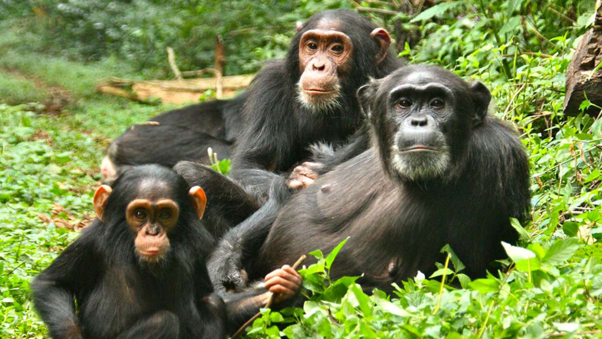 5 Days Budget Uganda Safari