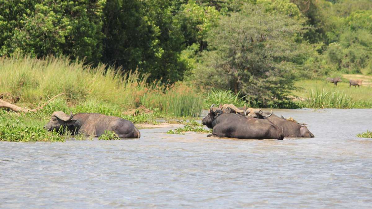 5 Days Budget Uganda Safari