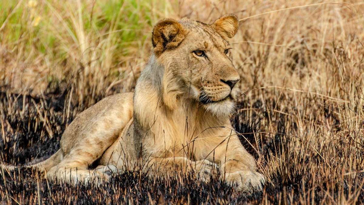 5 Days Budget Uganda Safari
