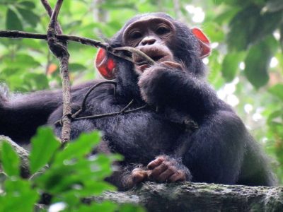 Budget Uganda safari to Kibale and Queen Elizabeth