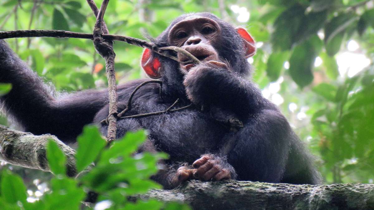 5 Days Budget Uganda Safari
