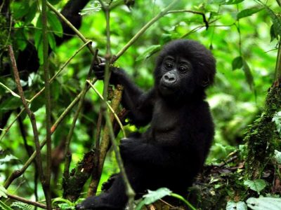 5 Days Gorilla Trek Uganda