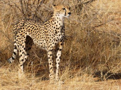 Kenya Luxury Safari