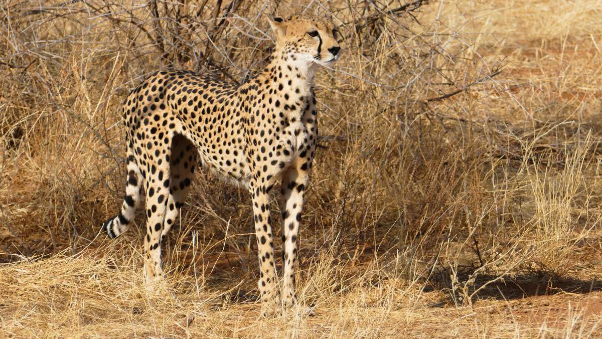 5-day Kenya Luxury Safari