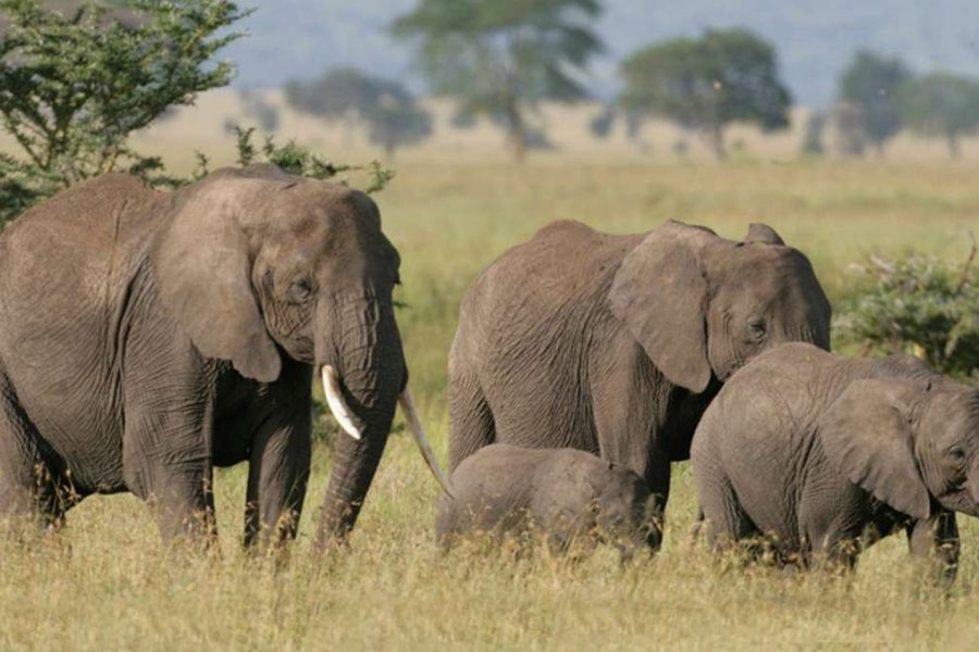 Kenya Camping Safari