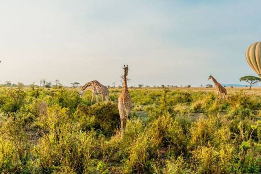6 day Lake Manyara Serengeti Ngorongoro safari