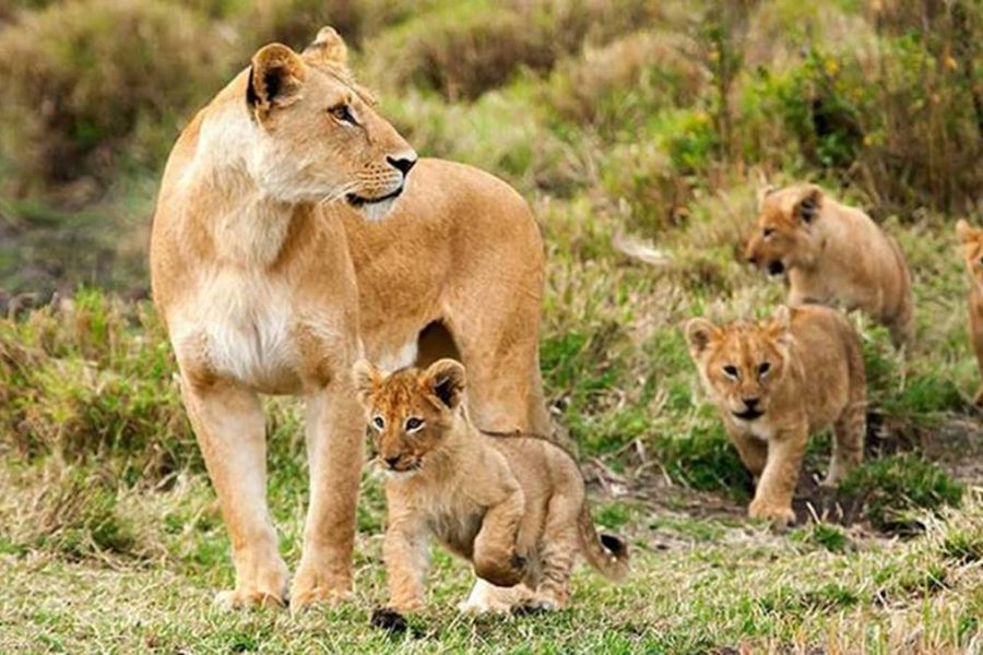 6 day Lake Manyara Serengeti Ngorongoro safari