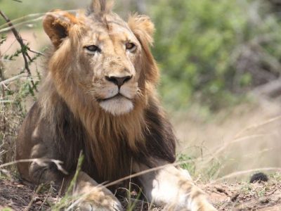 6-Day-Rwanda-Wildlife-Safari-Tour 6 days Rwanda Wildlife Safari tour