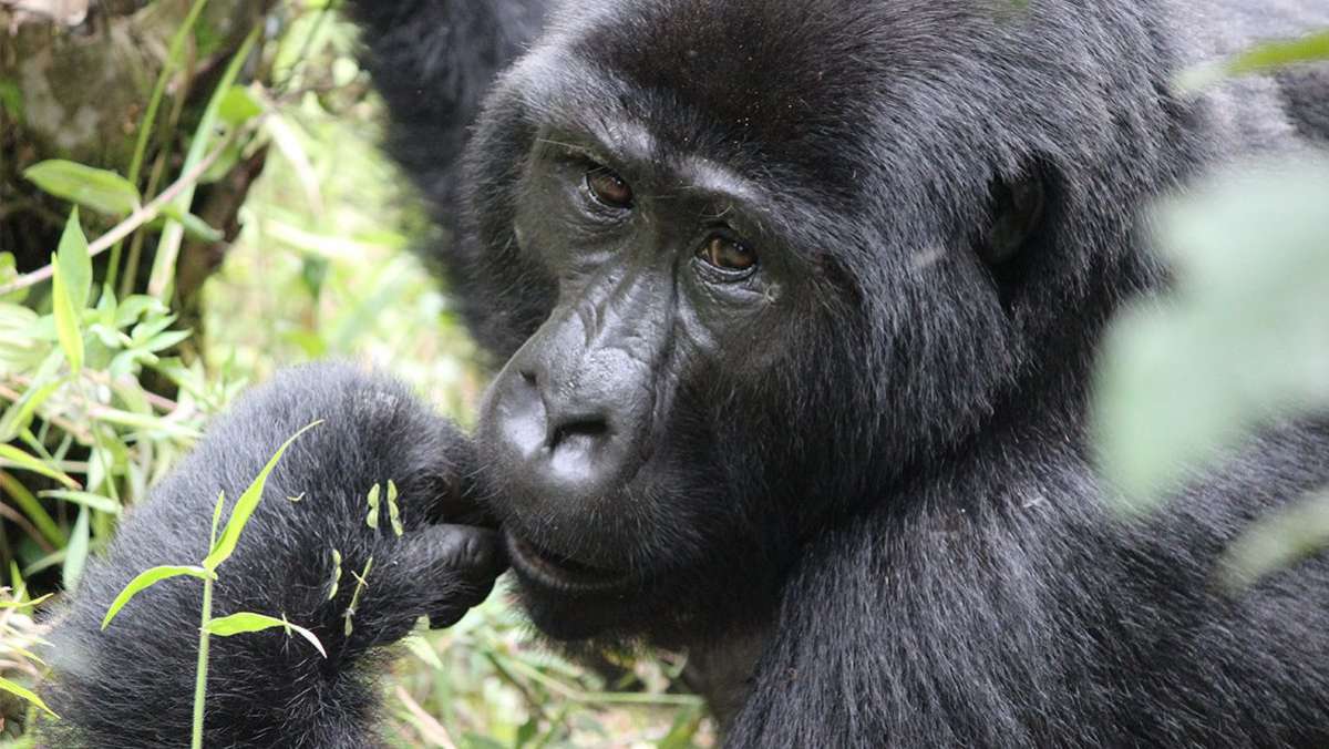 6 Days Fly in Gorilla Safari in Uganda