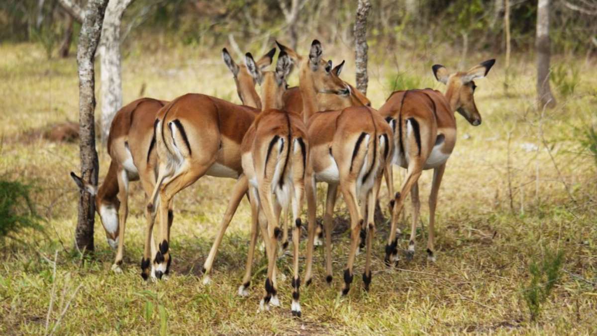 6 Days Fly in Gorilla Safari in Uganda