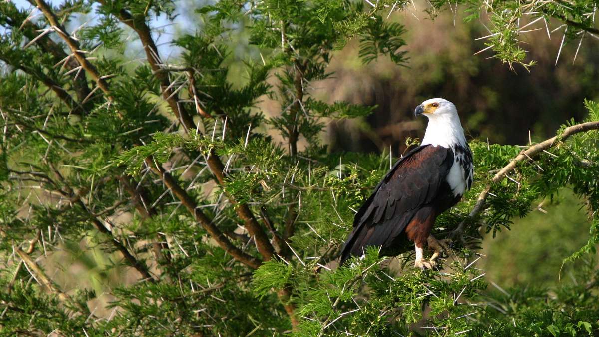 6 Days Fly in Gorilla Safari in Uganda