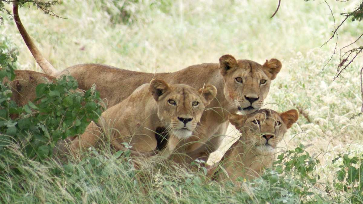 6 Days Fly in Gorilla Safari in Uganda