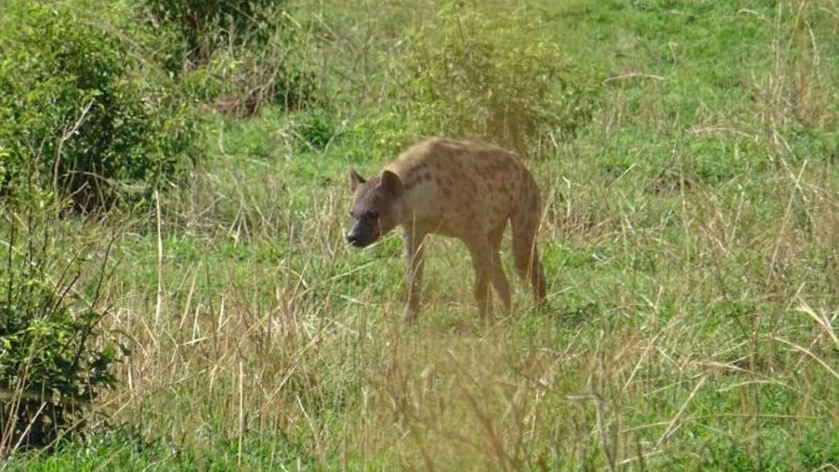 6 Days Fly in Gorilla Safari in Uganda