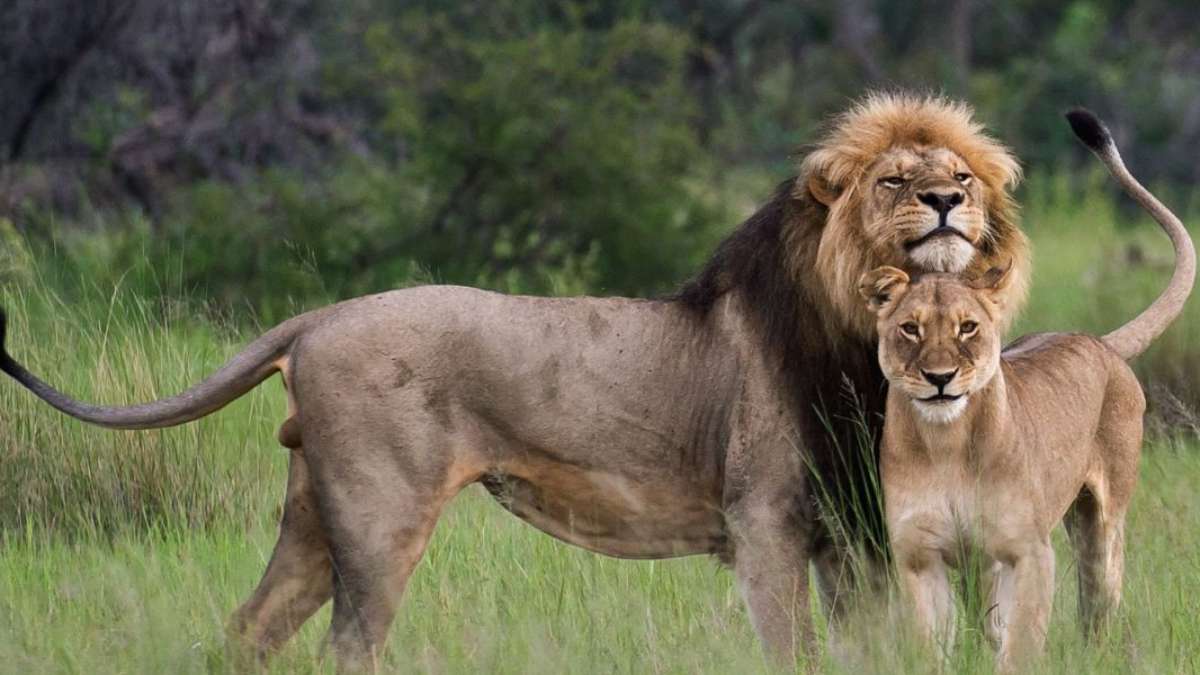 6 Days Uganda Safari tour