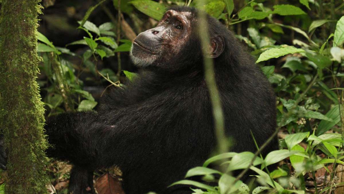 6 Days Uganda Safari tour