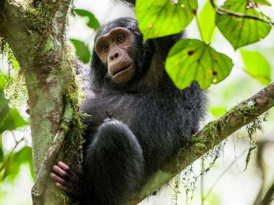 6 Days Uganda Safari tour