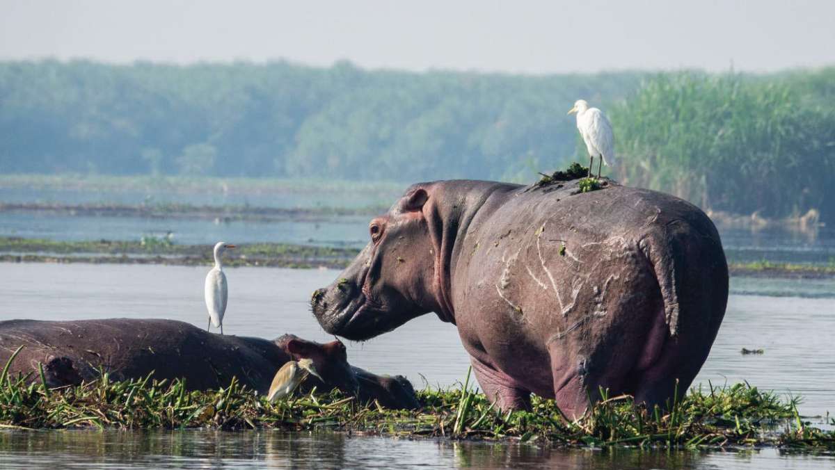6 Days Uganda Safari tour
