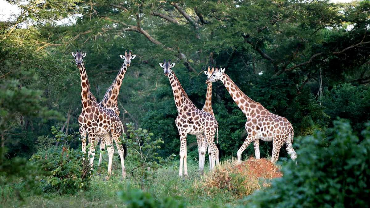 6-day-Cheap-Uganda-Camping-Safari-Tour