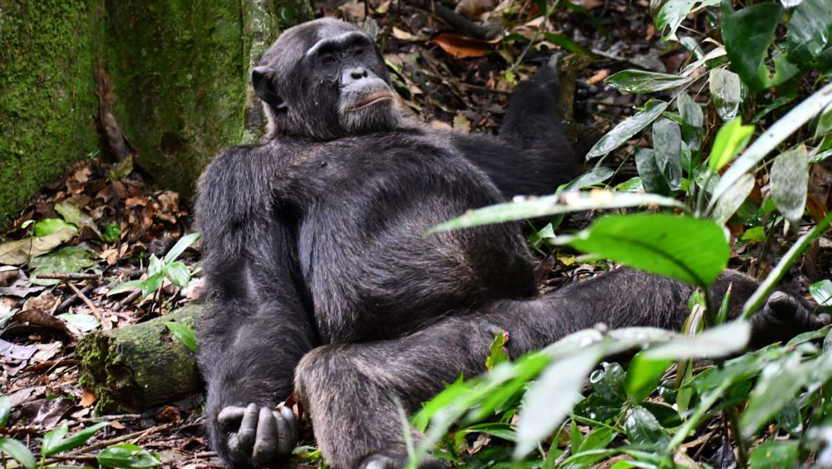 6-day-Cheap-Uganda-Camping-Safari-Tour