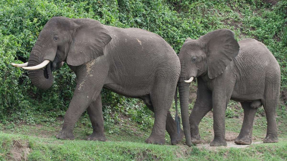 6-day-Cheap-Uganda-Camping-Safari-Tour
