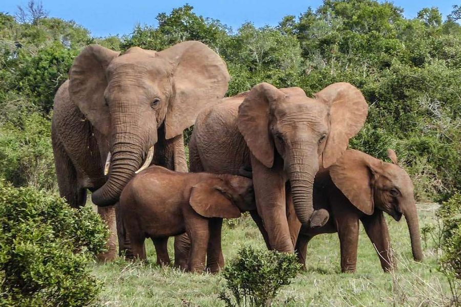 Camping safari Kenya big game