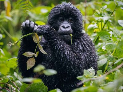 7 Day Cheap Rwanda Gorilla Holiday