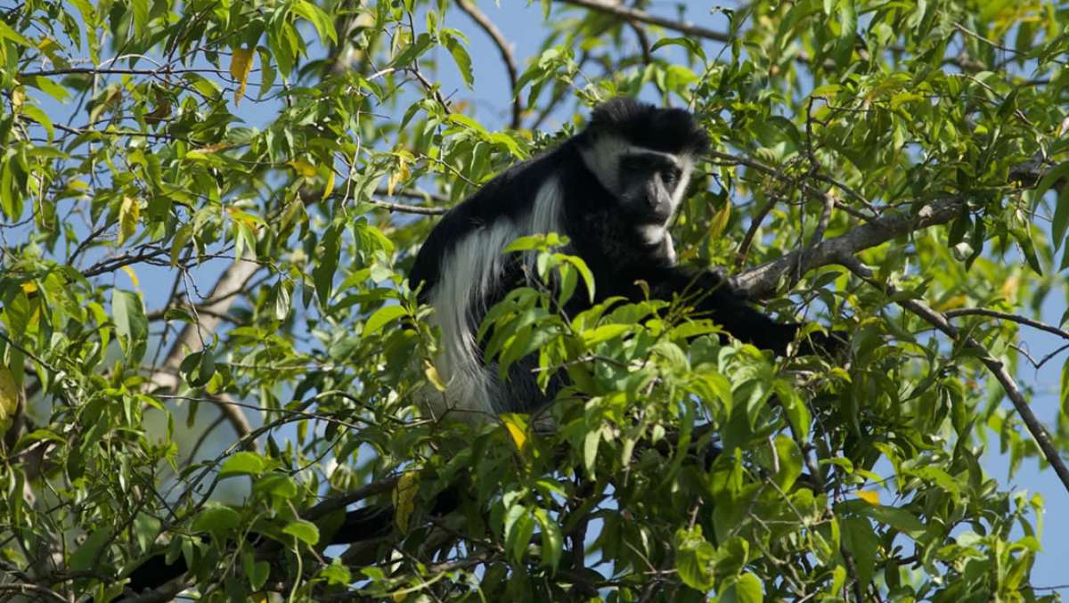 7 Day Cheap Rwanda Gorilla Holiday Safari