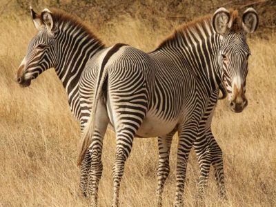 Wings over Kenya 7 day Ultimate Kenya air safari